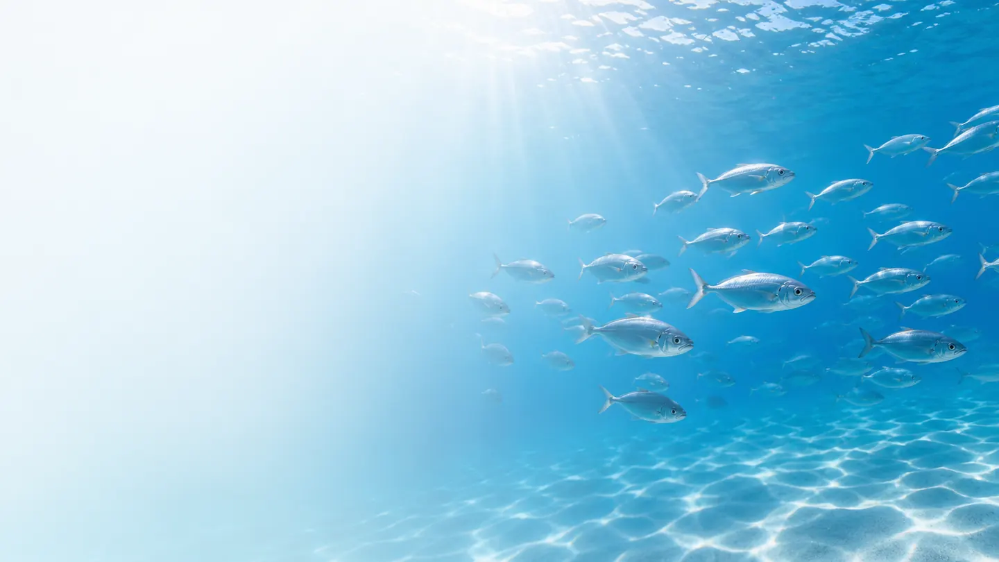 Banc de poissons en milieu aquatique clair