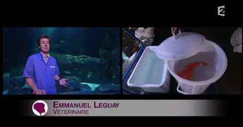 Passage de Vetofish dans l’émission C’est au programme sur France 2