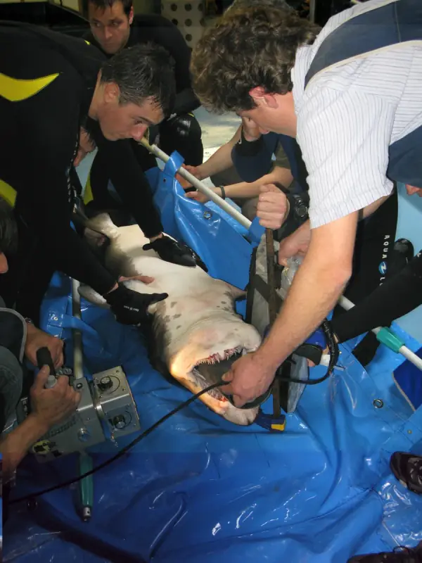 Préparation d’un requin taureau pour une radiographie en 2009