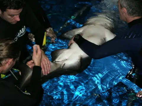Prise en charge vétérinaire d’un requin taureau capturé par télé-anesthésie en 2008