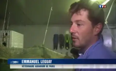 Reportage du journal de 20 heures de TF1 sur l’arrivée de requins-marteaux