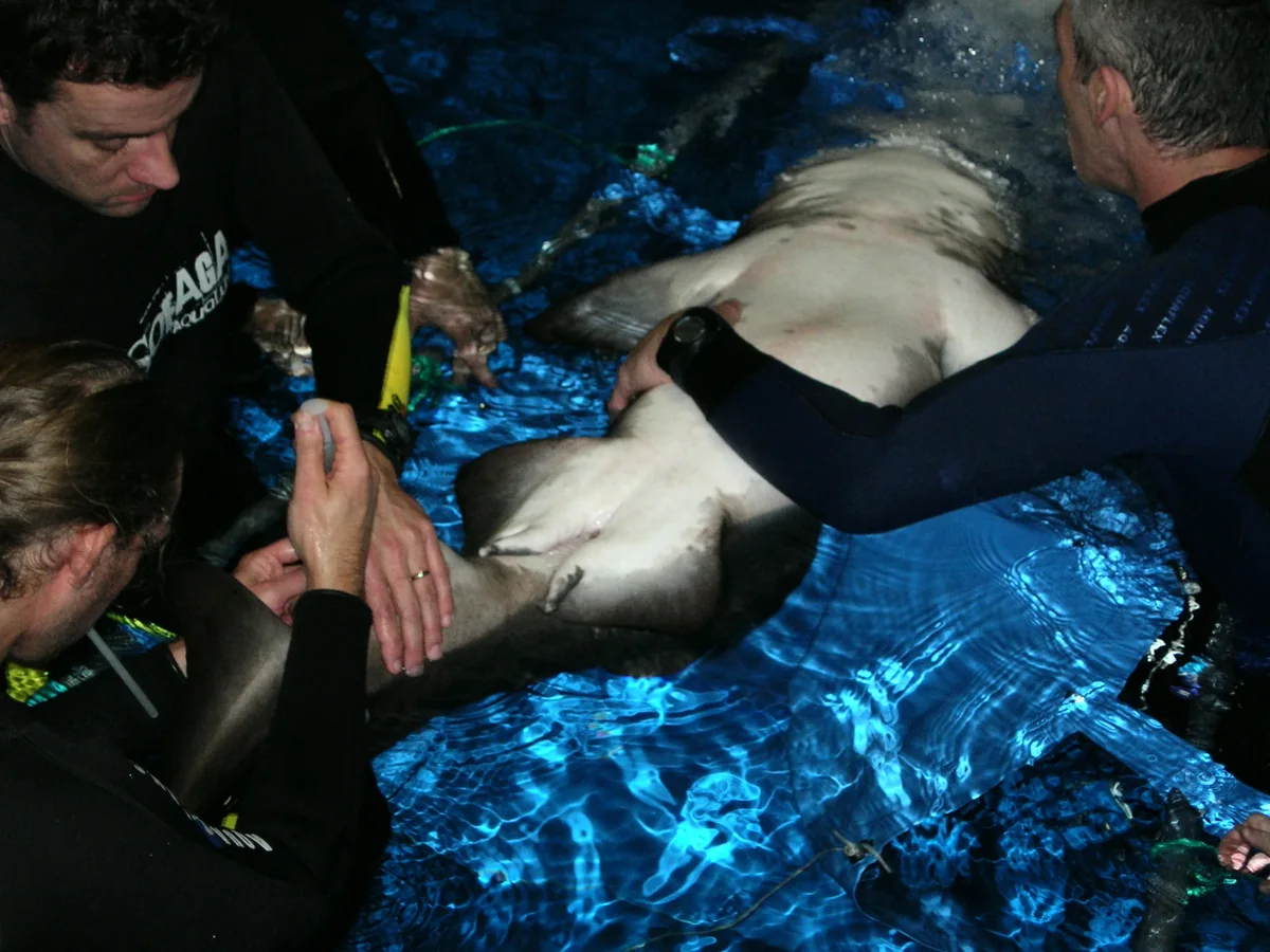 Prise en charge vétérinaire d’un requin taureau capturé par télé-anesthésie en 2008