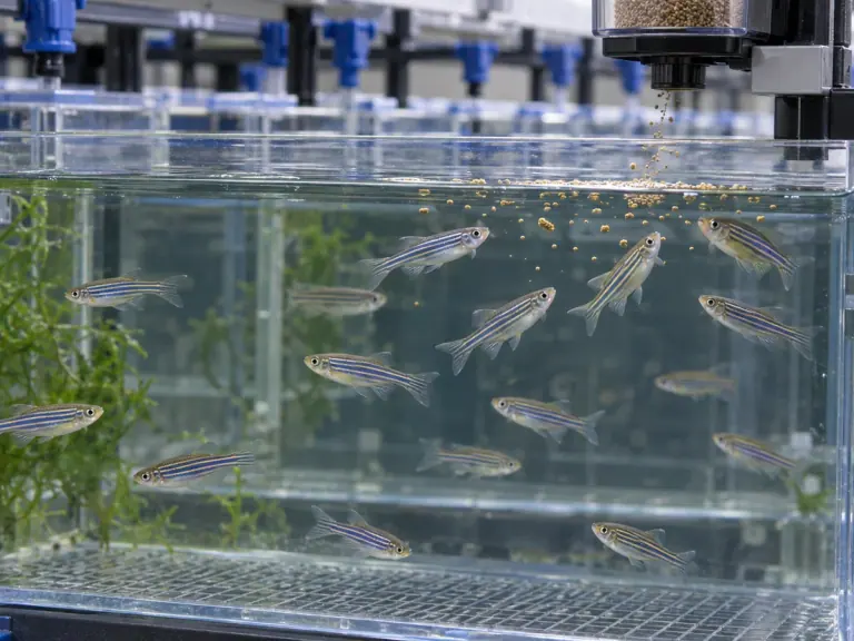 Poisson-zèbre : rendre l’alimentation mesurable