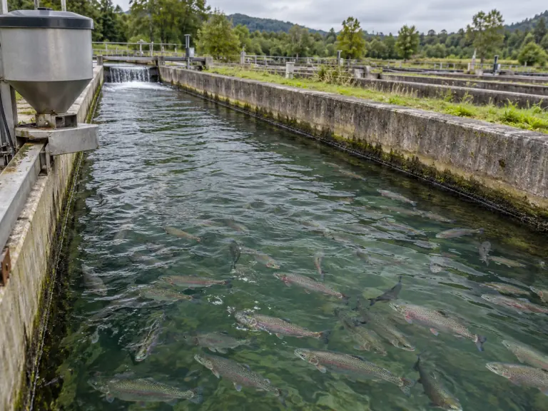 Aliments aquacoles : le FCR ne résume pas le carbone