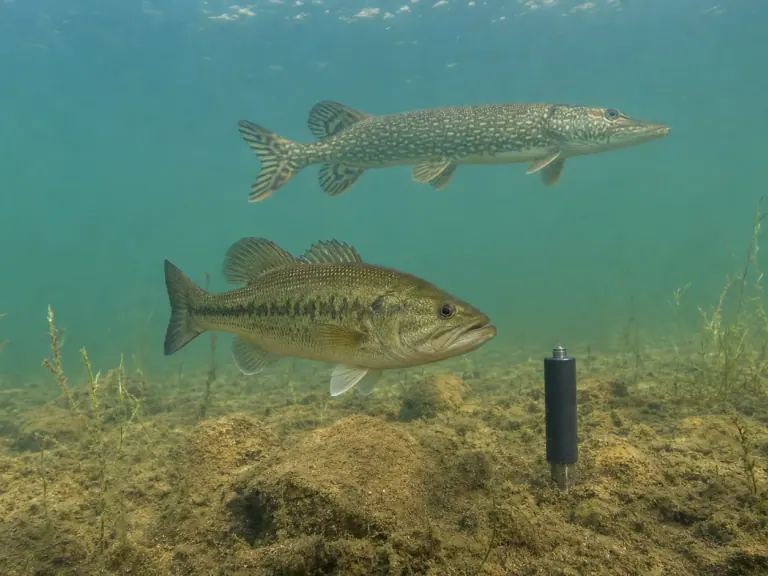 Wild fish anaesthesia: recovery continues long after release