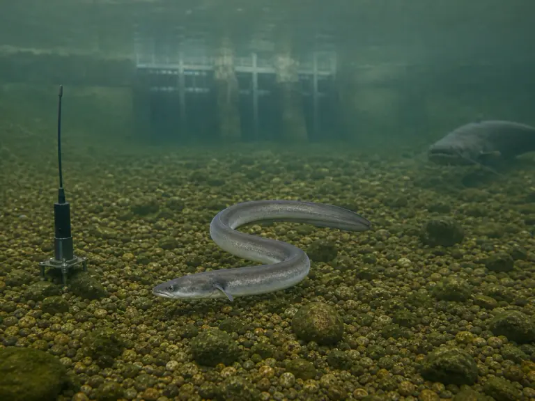 Loire silver eels: low predation, but a dam-related signal