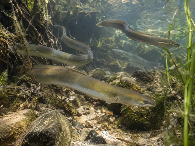 Anguillicola crassus : surveiller la vessie de l’anguille
