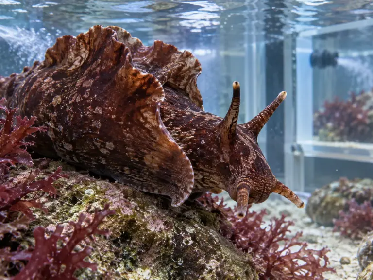 Aplysia californica : l’élevage façonne le modèle