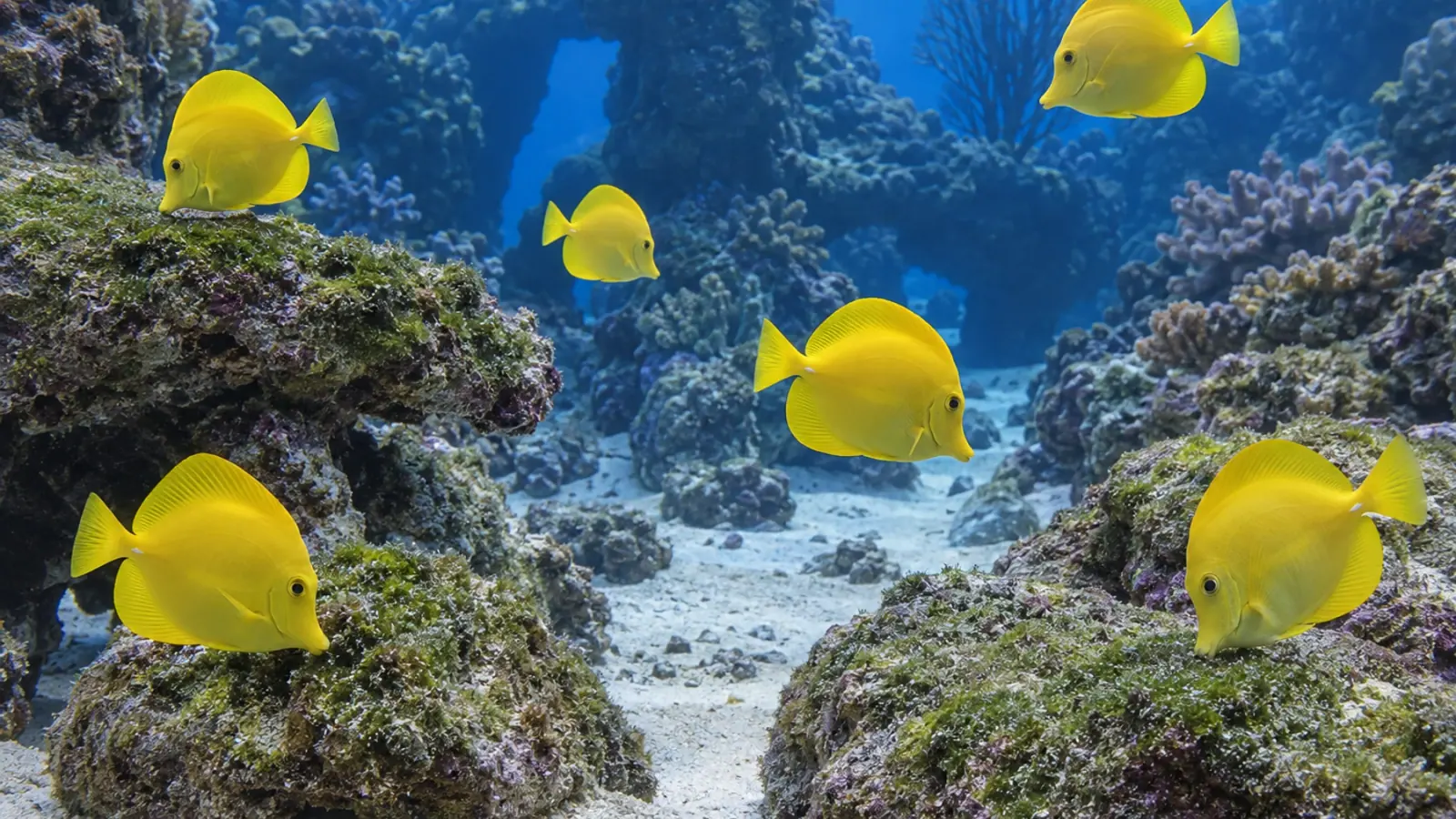 Yellow tangs grazing on several rocky surfaces in a large marine aquarium.