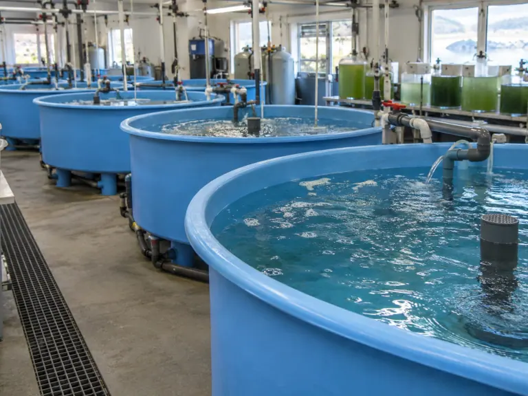 Poissons marins : organiser la reproduction entre aquariums