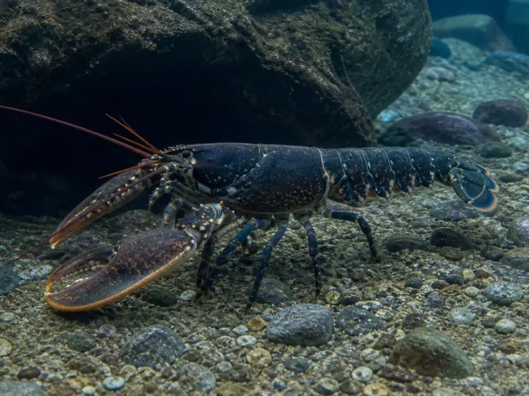 Homards en aquarium : abris, lumière et espace