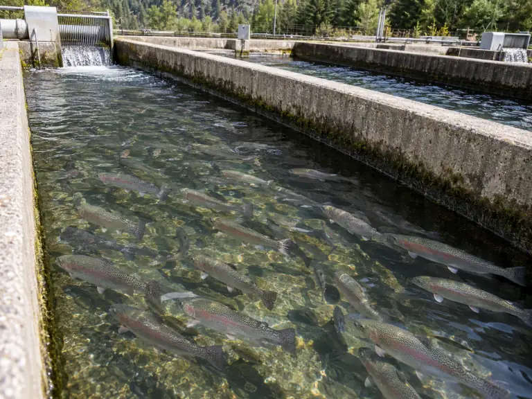 BKD des salmonidés : dépister et prévenir