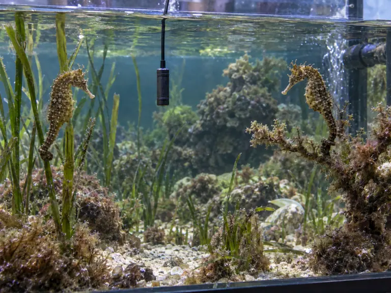 Bruit en aquarium public : mesurer avant de modifier