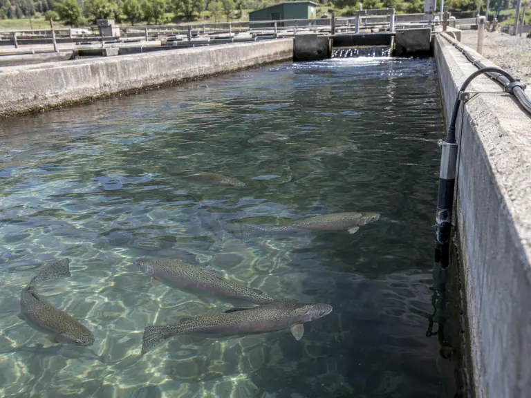 Fish farm sensors: checking for measurement drift