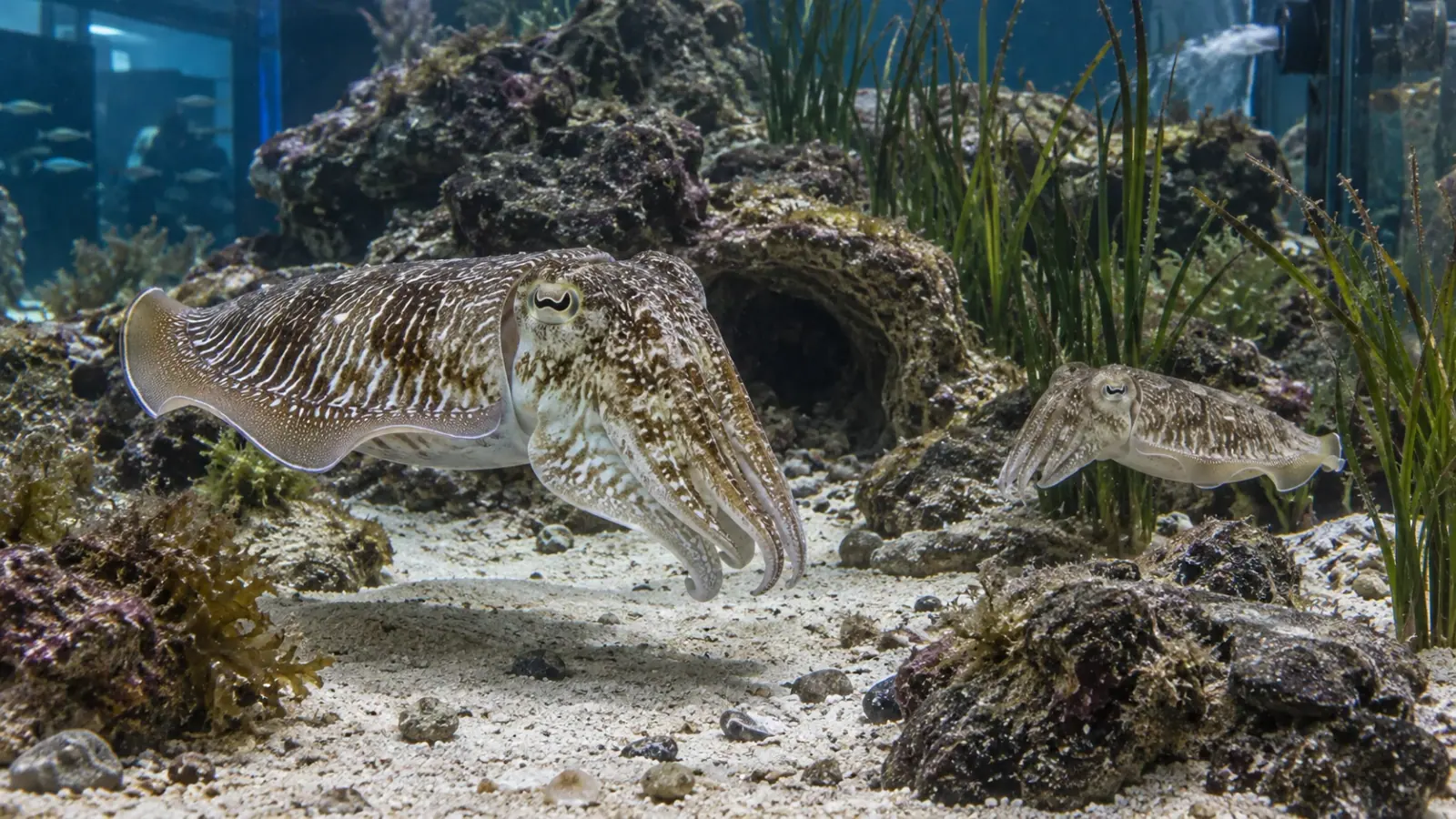 Céphalopodes en aquarium : prévenir avant les lésions
