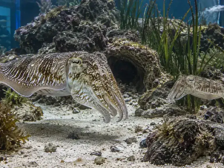 Céphalopodes en aquarium : prévenir avant les lésions