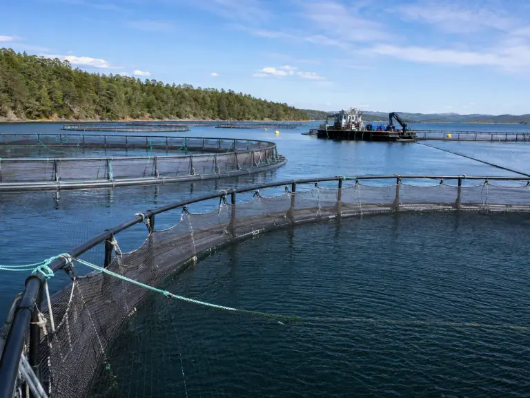 Chaleur en élevage : adapter les opérations aux saumons