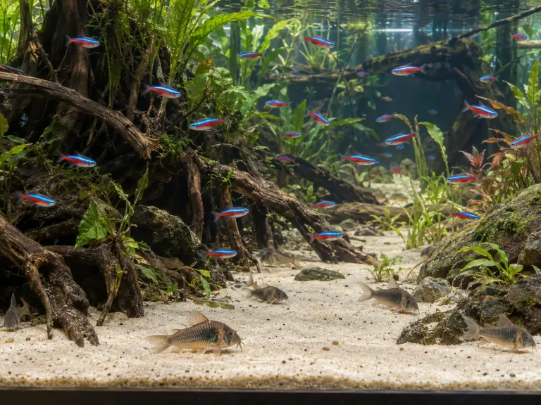 Cohabitation en aquarium : décider avant l’arrivée