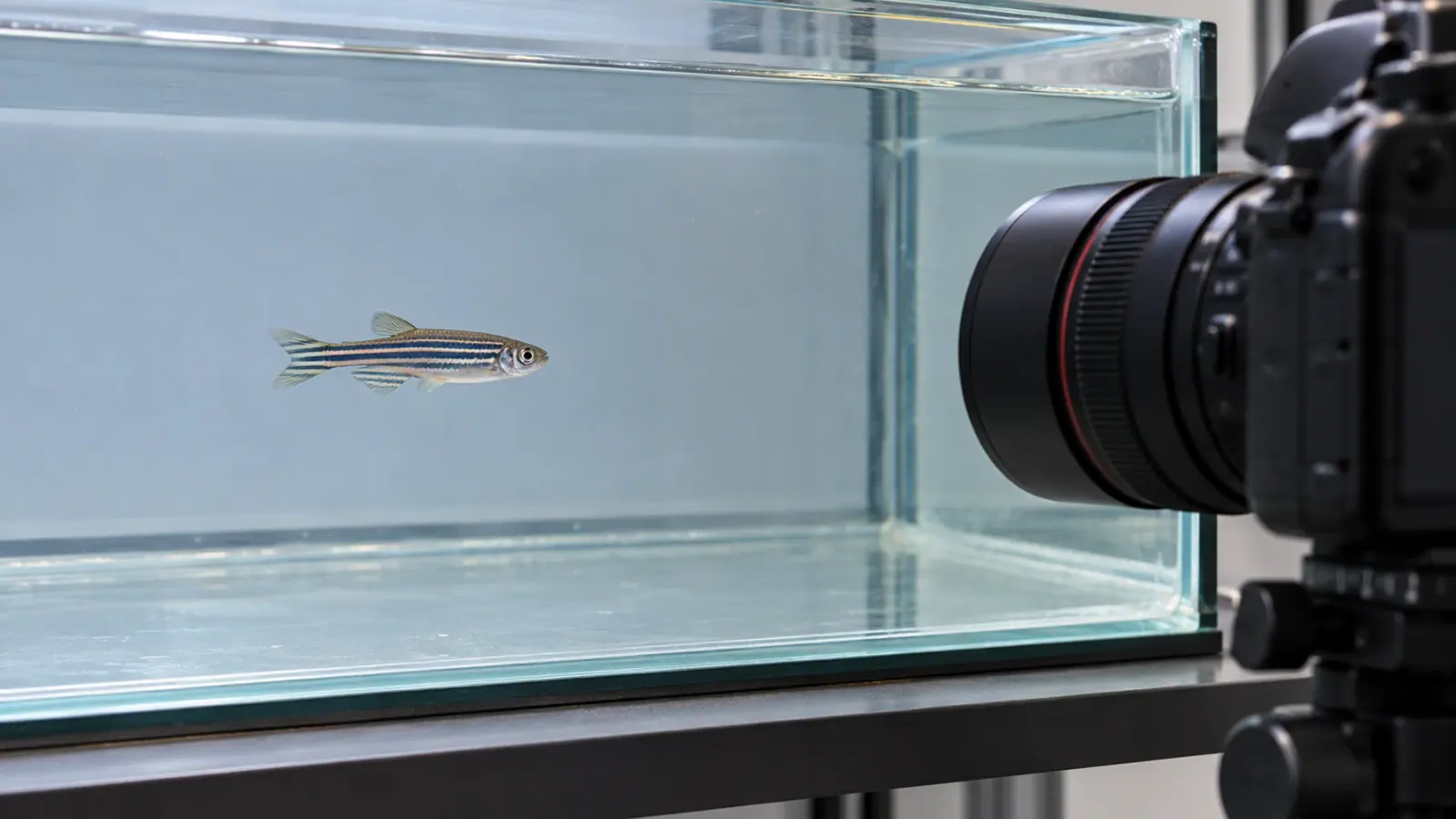 Poisson-zèbre adulte filmé dans un bac expérimental, caméra placée à l’extérieur et sans opérateur devant la vitre.