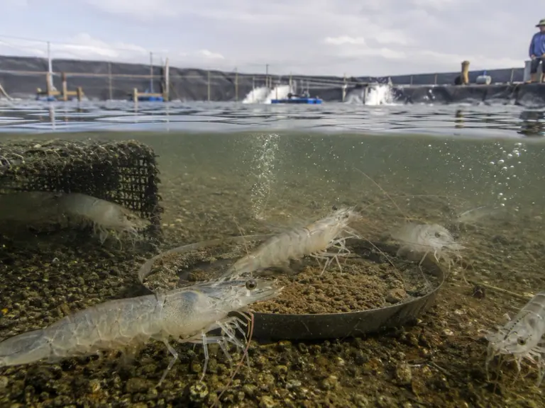 Crevettes d’élevage : observer avant de conclure