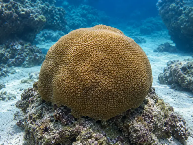 Aquarium corals: documenting lesions before diagnosis