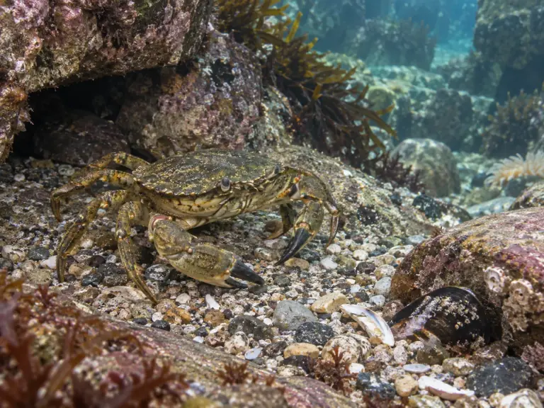 Crustacés en aquarium : suivre la récupération