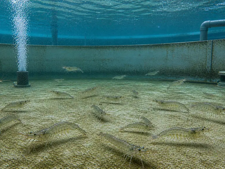 Crevettes en RAS : la densité laisse plusieurs traces