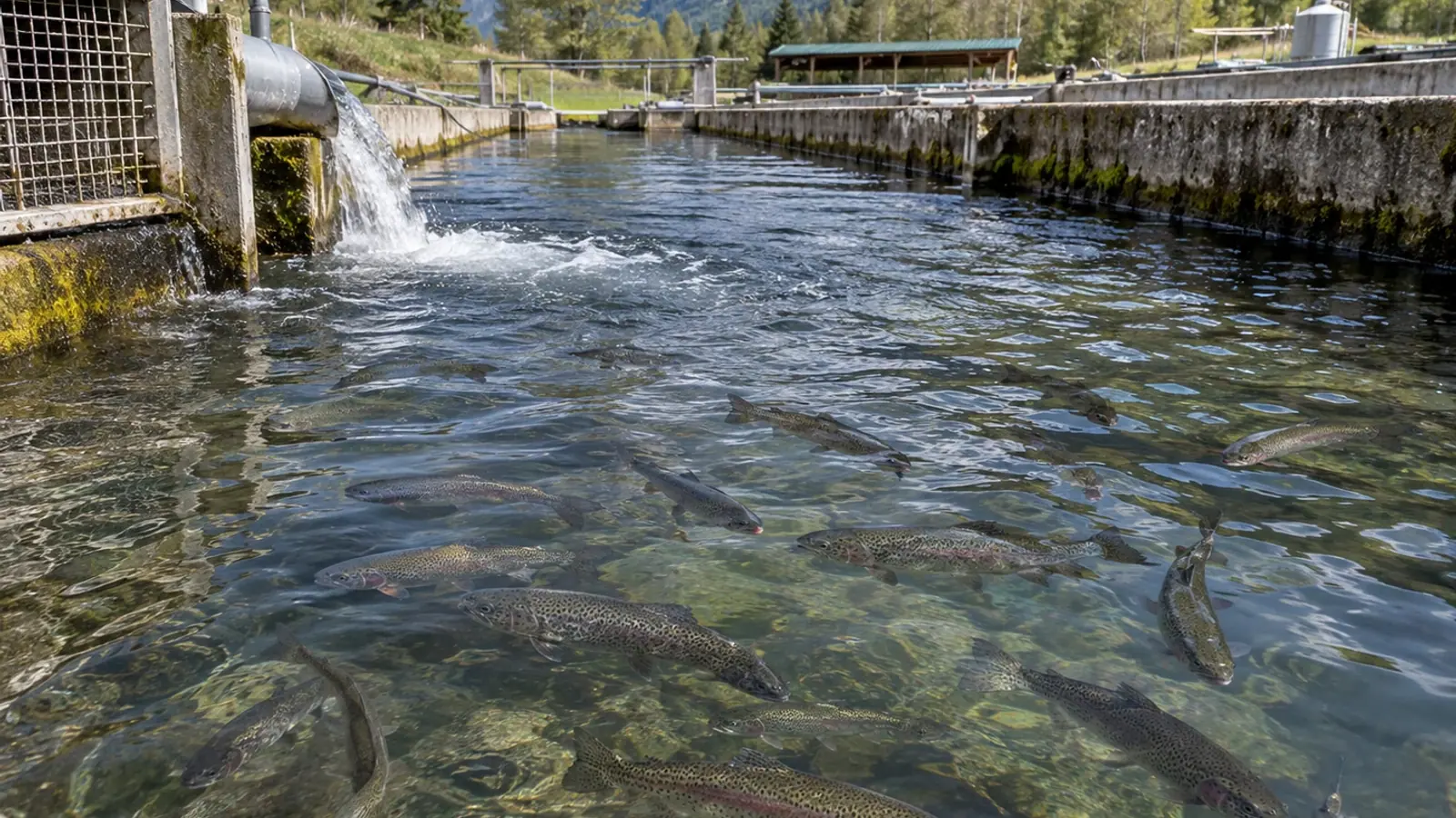 Truites réparties dans un bassin d’élevage alimenté par une conduite d’eau de captage.