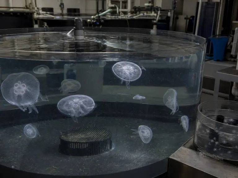 Jellyfish husbandry from polyp to kreisel