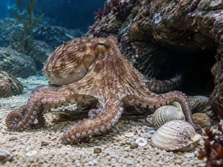 Octopus enrichment: assess benefits and risks