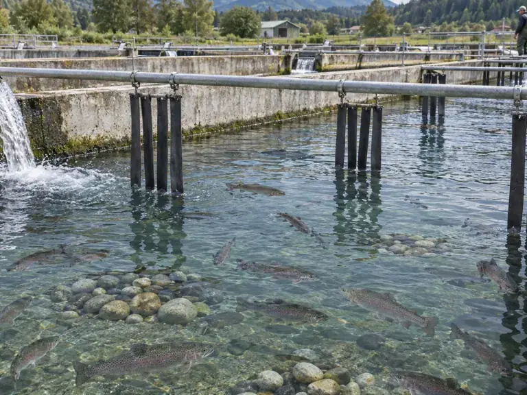 Truite : enrichir le bassin sans gêner l’élevage