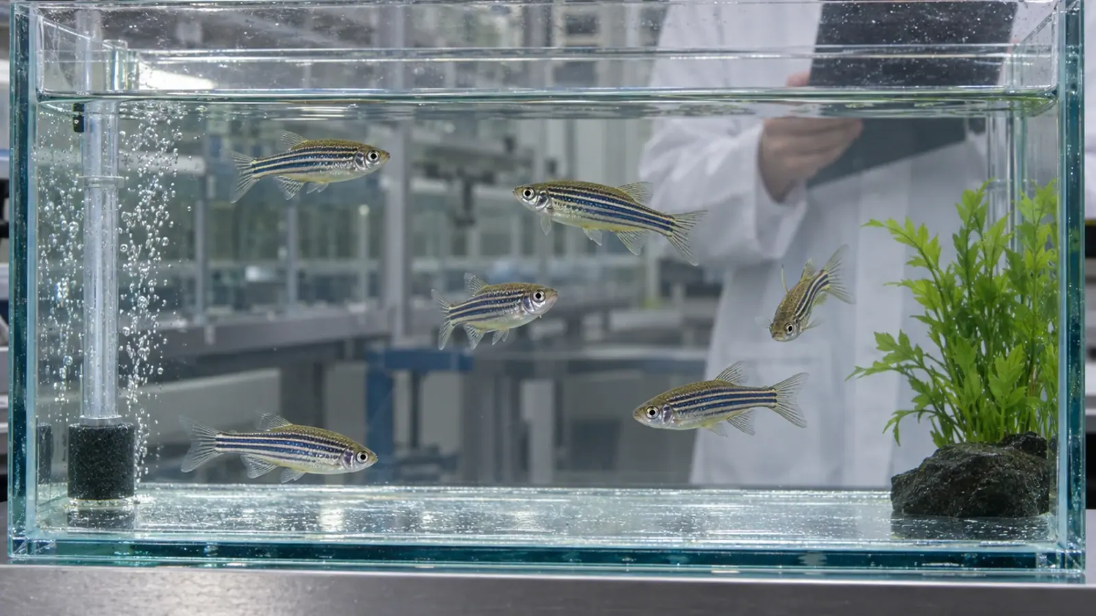 Poissons-zèbres observés dans un bac d’animalerie de recherche, sans exposition représentée.