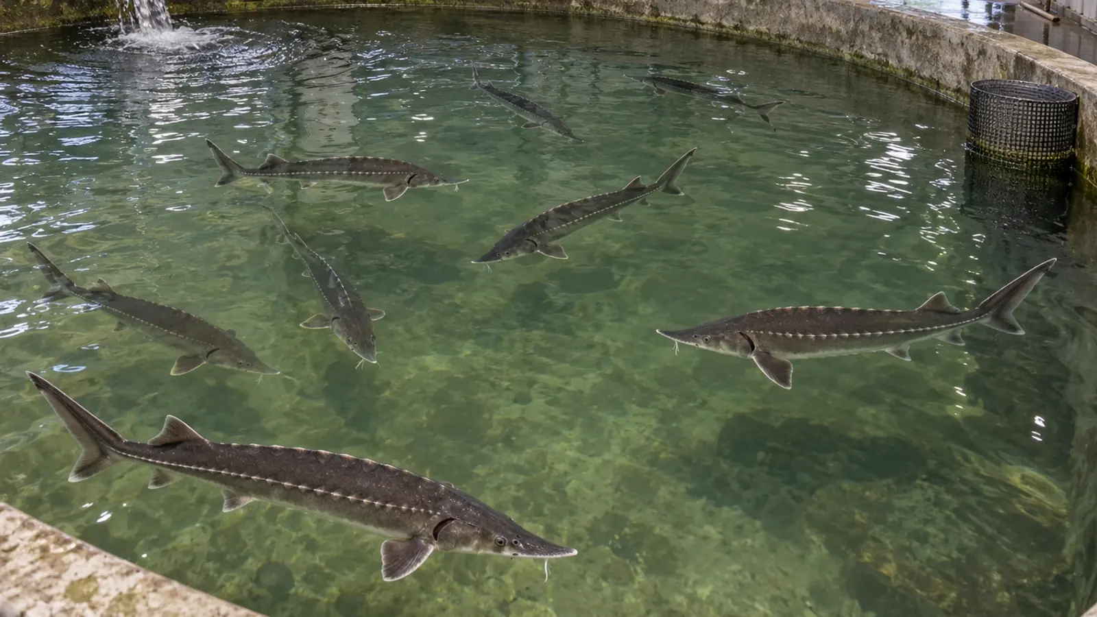 Sterlets dans un bassin de maintien de reproducteurs en écloserie.