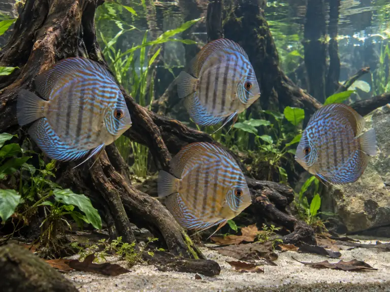 État corporel des poissons : comparer sans tout confondre