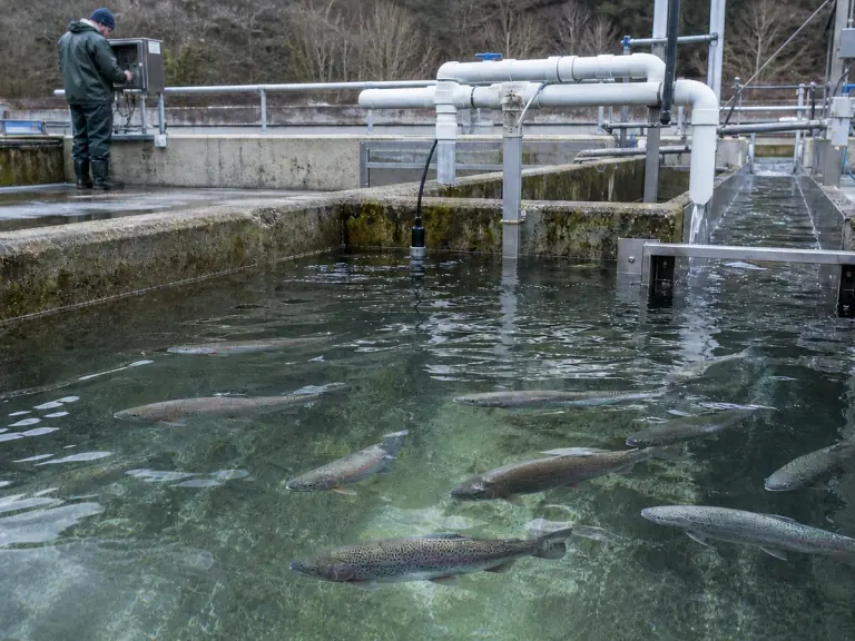 Étourdissement des poissons : valider chaque procédé