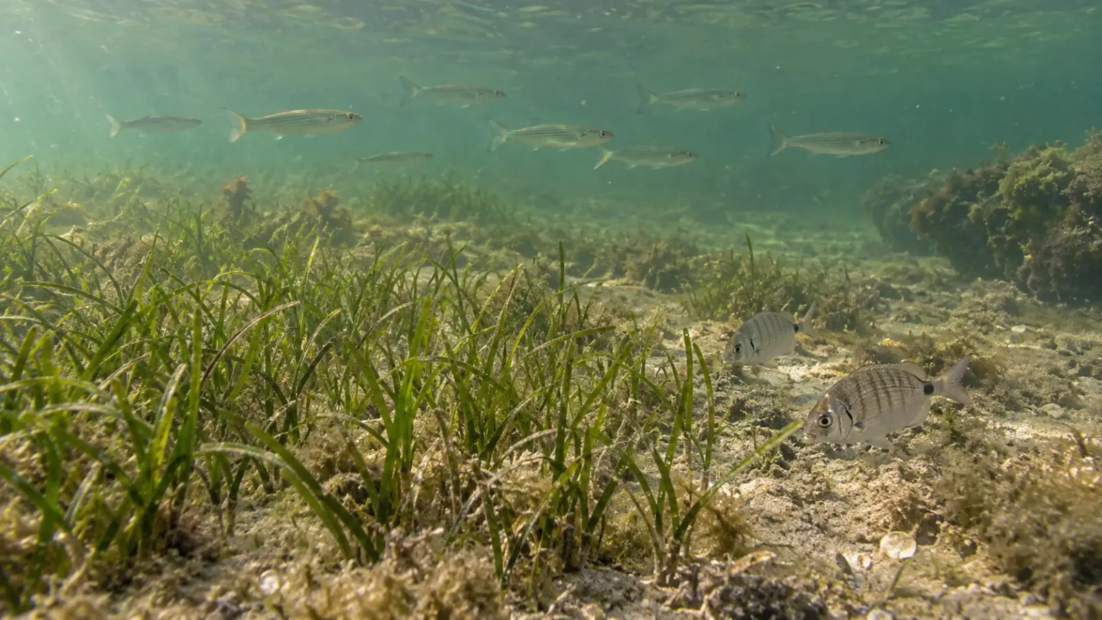 Étang de Berre : mesurer le retour des poissons aux herbiers