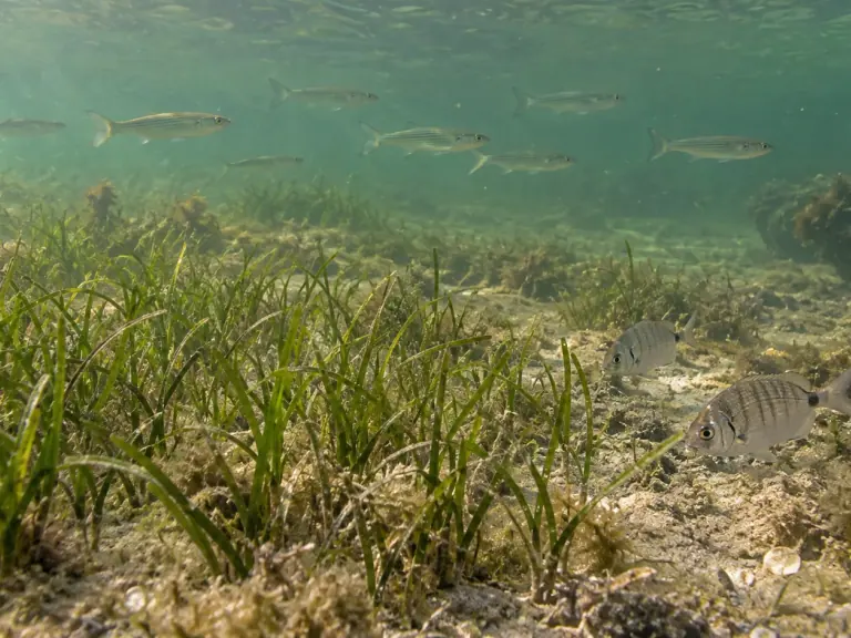 Étang de Berre : mesurer le retour des poissons aux herbiers