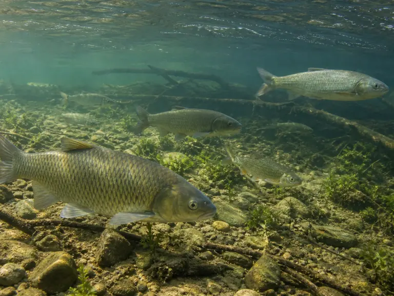 Interdiction de pêche : quand les poissons reviennent-ils ?