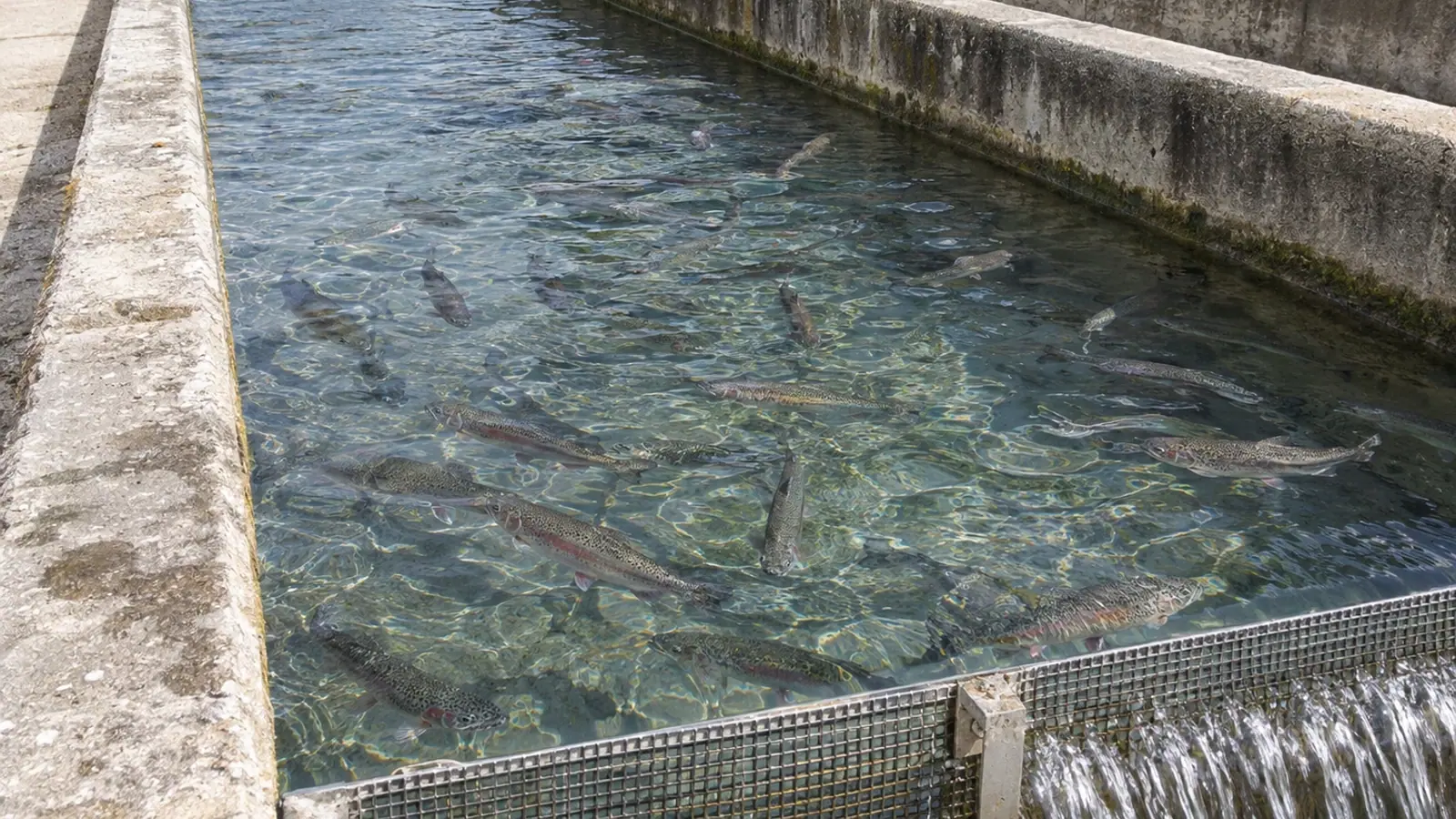 Truites arc-en-ciel nageant dans un raceway extérieur alimenté en eau courante.