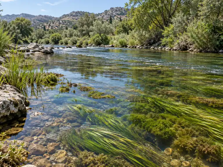 Macrophytes : une classe stable peut masquer un changement