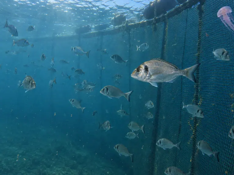 Méduses près des cages : surveiller les branchies