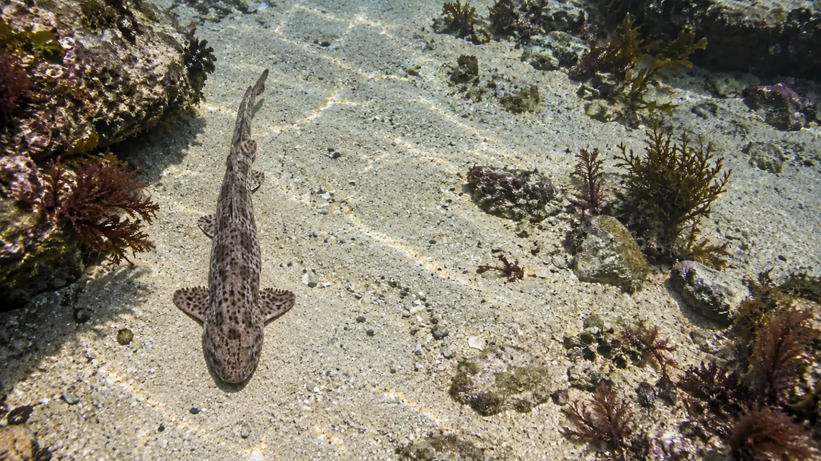 Grande roussette au repos sur le sable dans un bassin marin d’aquarium public