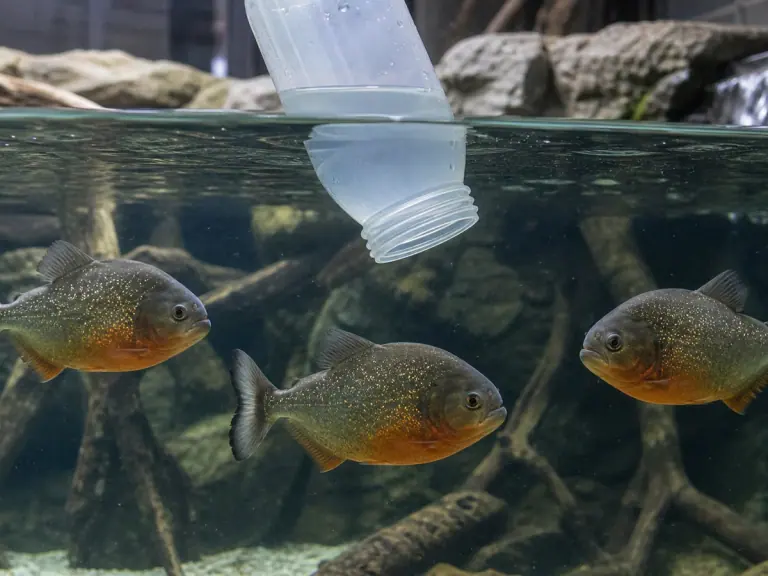 Public aquariums: what the water microbiome can reveal