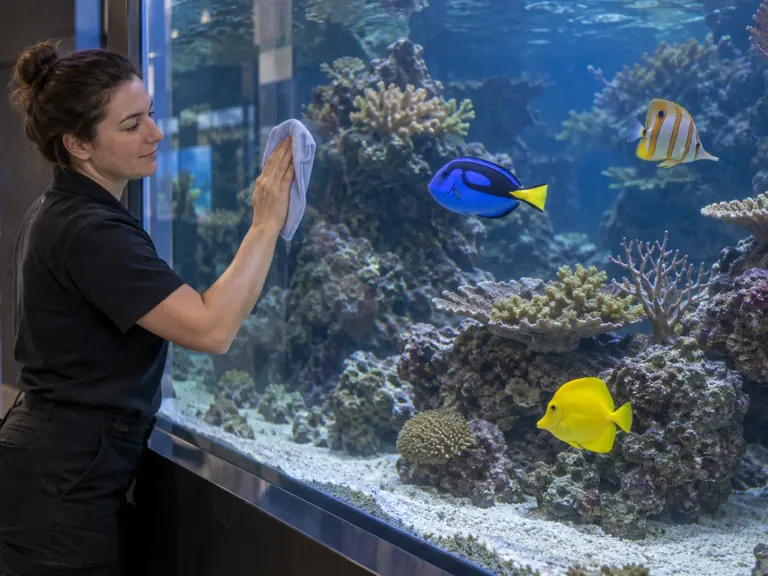 Nettoyage des vitres : observer la réaction des poissons