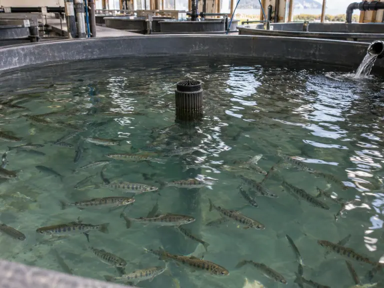 NPI des salmonidés : distinguer portage et maladie