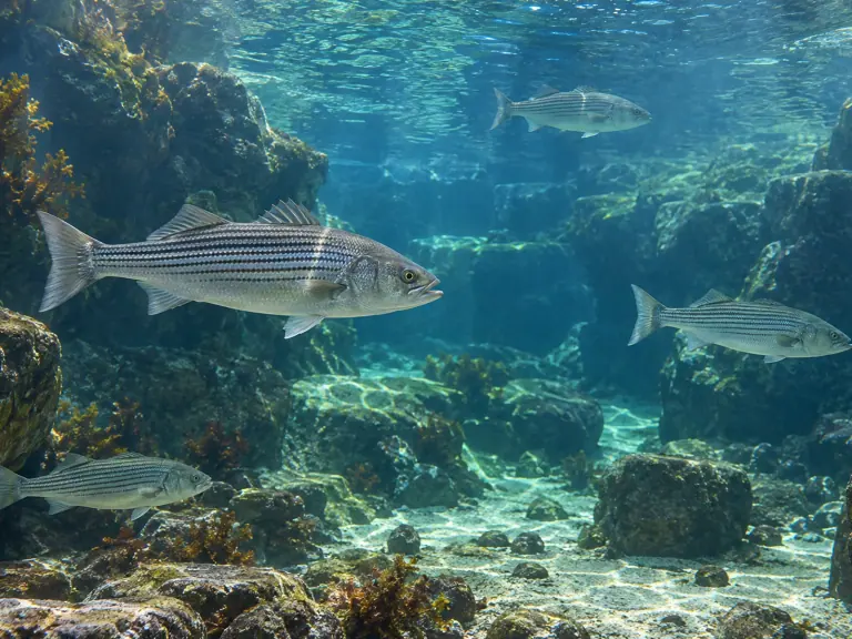 Œil trouble chez un poisson : localiser l’anomalie