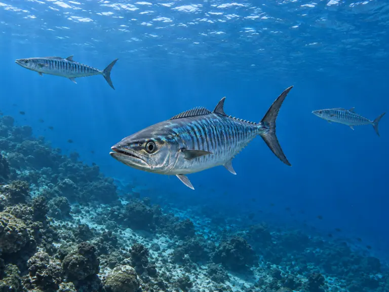 Otolith chemistry: interpreting a fish’s past