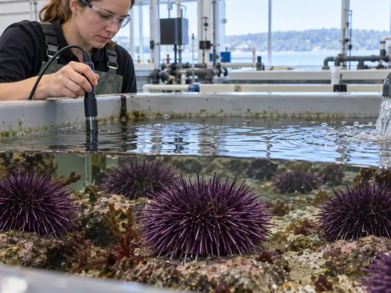 The purple sea urchin: a model and a living animal