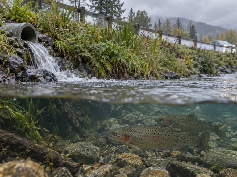 Tire particles and 6PPD-quinone: measuring fish risk