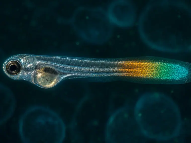 Zebrafish reveal a pH sequence during tissue regeneration